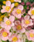 Anemone hupehensis 'Ouvertüre' 9x9 cm Topf – Winterhart, Mehrjährig, Pflegeleicht – Herbst-Anemone – Staude für Beet & Garten