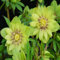 250 pcs Christrosen deko samen - balkonblumen balkonpflanzen winterhart Christrose, bienenweide saatgut bonsai topf gartenblumen mehrjährig winterhart deko büro zimmerpflanzen wenig