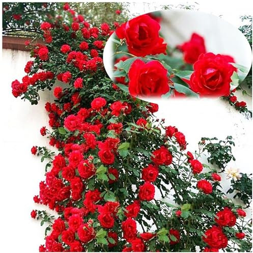 100 Stück Kletterrosen Samen Schnell Wachsende Duftende Rosenpflanzen | Winterharte Blumensamen für Garten, Balkon & Zaun | Rosen Samen Set mit Leichter Anzucht (Rot)