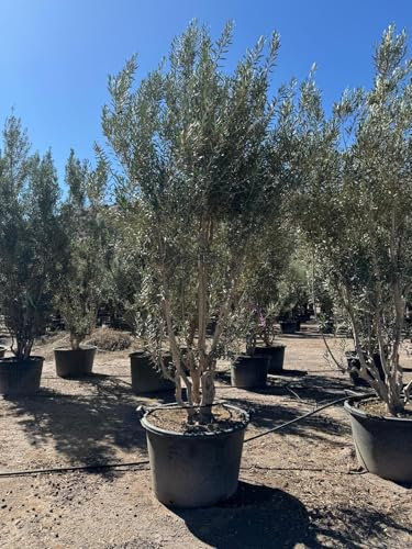 Sunny Tree - Olive Tree Olea Europaea in Shrub Shape - Bush -220-240 cm High -30 Years Old - Olea europaea - Hardy to -18 - Fruiting - Fruit Tree - Sunny Locations - Olive Trees