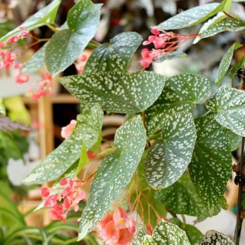 Semillas de plantas de trucha begonia - semillas exóticas Begonia maculata, Plantas resistentes al invierno para balcones. planta de la habitación Las plantas de hoja perenne son 150pcs