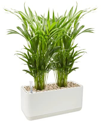 AIRY System L inkl. 2 Goldfruchtpalmen & Airy Base Substrat • Natürlicher Luftreiniger eliminiert Schadstoffe, Allergene & Gerüche • Für Räume mit ca. 30qm • Made in Germany, 3301-607 weiss-weiss
