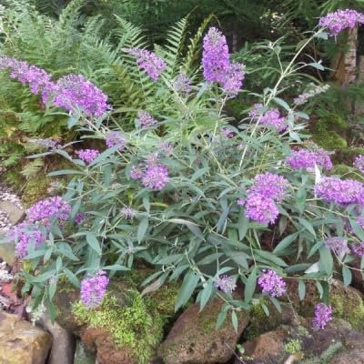 Buddleia davidii 'Sophie' / Arbre aux papillons/Conteneur de 3 à 4 litres
