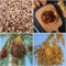 200 pcs Dattelpalme samen - obstbäume deko pflanzen bio saatgut,Phoenix dactylifera, bonzai baum pflanztopf winterharte kübelpflanzen exotische früchte grünpflanzen säulenobstbäume