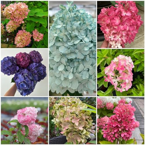 200 pcs rispenhortensie winterhart samen, outdoor pflanzen, winterharte stauden mehrjährig (Hydrangea paniculata) balkonpflanzen, pflanzen samen indoor winterharte kübelpflanzen, gartenpflanzen