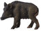 CollectA Wildschwein Bache