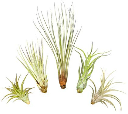 5er XL Tillandsien Set (12–40 cm) – Große Luftpflanzen, pflegeleicht, ideal für Deko, Terrarium & DIY – inkl. Pflegeanleitung, plastikfrei verpackt