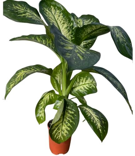Vivaio Garden Forest Dieffenbachia Tropica, Pianta da interno, Pianta vera, Pianta decorativa, Pianta tropicale, Sempreverde, Pianta estiva, Estate, Clima umido, Sole, H100CM, Vaso 18CM