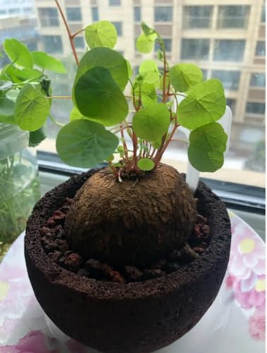 Gebirgsschildkrötenzwiebeln Peperomioides Pflanzen Winterhart Stephania-Pflanze