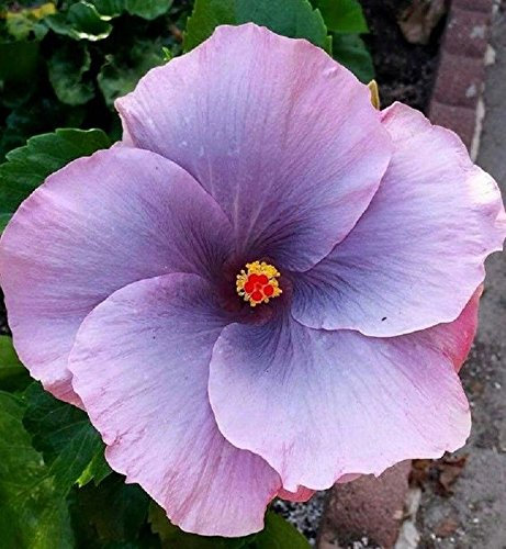 Seeds 50pcs/Bag Hibiscus Mutabilis Fiore di Fiore Garden & Home Perennas in Vase Flower Plants Farm Happy Hibiscus Bonsai Seed 7: Only seeds