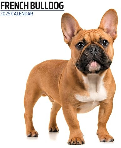 Moderner Kalender 2025 Französische Bulldogge