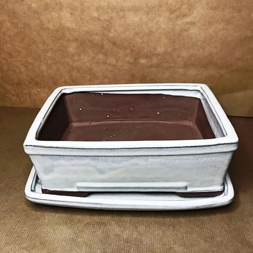 Flores Frescas Online Maceta Bonsái Cerámica Rectangular con Plato, Azul, Verde, Blanca (Blanco)