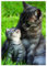 DIN A4 Briefpapier mit Katzen - Papier Katze - 20 Blatt - Motiv Nr. 199 | 80g/m²