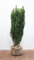 Ilex crenata 'Fastigiata' 80-100 cm - Japanische Stechpalme, säulenförmig, immergrün, ideal für Hecken und Kübel, pflegeleicht und winterhart