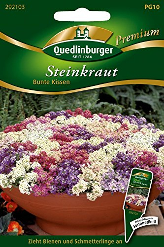 Steinkraut, Bunte Kissen