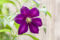 Clematis viticella 'Mikelite' 60-100 cm - Italienische Waldrebe, purpurrote Blüten, Blütezeit Juni-September, ideal für Rankgerüste, pflegeleicht und winterhart