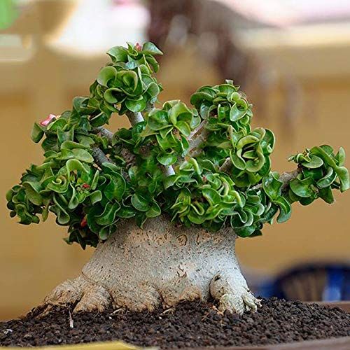 Portal Cool Dorset Horn Adenium Samen, 2Pcs Dwarf Desert Rose Baum Bonsai Inente Einzigartige