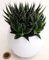 POWERS TO FLOWERS - ALOE ARISTATA, IN VASO CERAMICA BIANCO SFERICO, VASO 12CM DIAMETRO, pianta vera