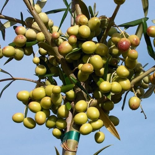 PIANTA DI ULIVO ARBOSANA in vaso 20/fitocella - età 2/3 anni