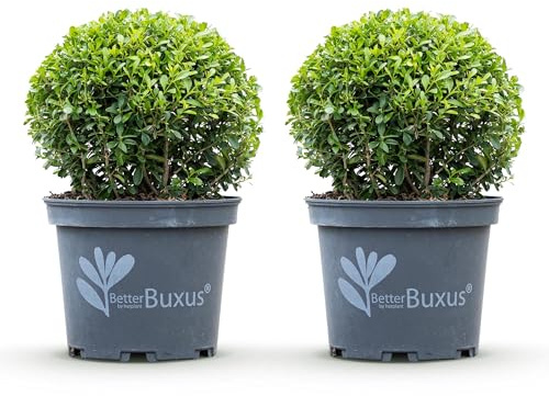 GreenboutiQ - Buxus Kugel - BetterBuxus Skylight - Resistenz gegen den Buxus-Schimmel - 2 Pflanzen - Topf 23cm Kugel 25cm