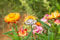 Papierblume 100 Seeds, Trockenblume Mischung, Xeranthemum