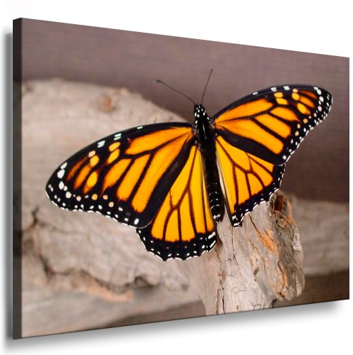 Julia-Art - Bilder Schmetterling Leinwand mit Keilrahmen 80 x 60 cm Leinwandbild XXL Wandbild Tiere Kunstdrucke Tierwelten Bild Wanddesign Wanddekoration c-642v-207