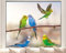 Pixblick Fenstersticker - Wellensittiche I Made in Germany I Wiederverwendbar