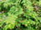 Lot de 5 nouvelles graines fraîches de cyprès Hinoki