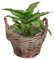 Dibor Willow Wicker Planter Watertight Lined Flower Basket Indoor Rattan Planter Flowerpot with Carrying Handles Rustic Style Living Room Hallway Bedroom Kitchen Bathroom Plant Basket (XS)
