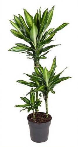 Dracaena fragrans Cintho Drachenbaum grün gelb panaschiert Zimmerpflanze 120 cm Höhe