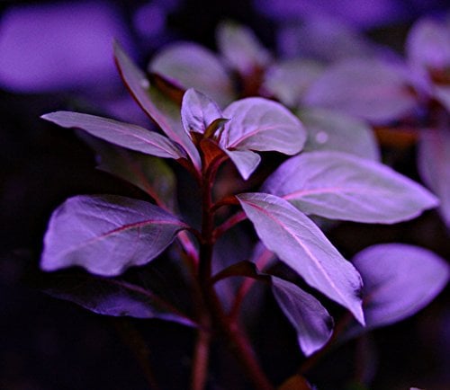 Ludwigia Repens Diamond Red x1 bunch - Live aquarium plant