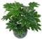 Leaf Feuille Artificielle Aralia Japonaise 60 cm Pot en Plastique Noir
