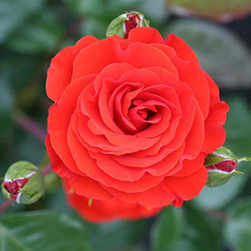Red Rose ‘Precious Love’, Ruby Wedding, 40th Anniversary, Living Plant Gift For Loved Ones, Bush Rose Rosa Floribunda, Hardy Shrub, Orange-Red Flowers, For Beds and Borders, 1 x 3-Litre Pot By Suttons