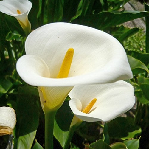 10 Calla Arum Lily - Lily of The nile 10 Seeds by Pretty Wild Seeds