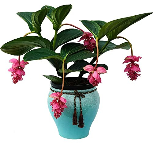 Medinilla magnifica pflanze samen,Hausgarten Seltene Pflanzen serie,robuste balkonpflanzen winterhart garden bienenweide saatgut mehrjährig wanddeko pflanzen nachhaltiges geschenk 700 Stück