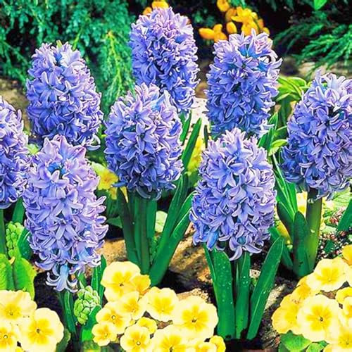 Hyacinth Bulbs UK Hyacinth Plant/Garden Flowers/Ornamental Flowers/Wedding Flowers-6bulbs-a