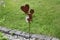 Kleiner Gartenstecker Engel Fionaaus Metall Edelrost mit Herz, H 75 cm, Gartendeko z. Stecken Engel