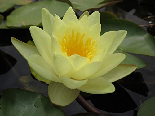 NINFEA RUSTICA RESISTENTE GIALLA