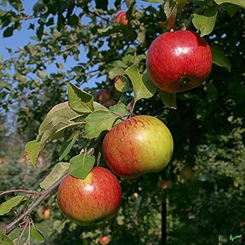 Apfelbaum Malus Domestica Gravensteiner Herbstapfel 2-jährige Pflanze Buschform kleinbleibend