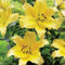 Lilienzwiebeln Baumlilie Riesenlilien Lilium Zwiebeln Onion Knollen Winterhart Frische mehrjährig duftenden Prachtblüten (Pontiac)