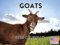Goat Calendar 2025 Goats Monthly Wall Calender 12 Month | American Made In The USA