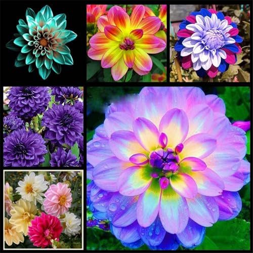 Dahlien Zwiebeln, Winterhart, Winterhart Zwiebeln, Dahlie knolle/Dahlien Knollen Winterhart MehrjäHrig/Dahlienknollen Dahlie/Pompon Dahlie, Einfach Zu ZüChten, Dahlienknollen, 2zwiebeln-A