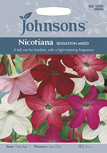 Johnsons Nicotiana Sensation Mixed