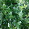 Liguster - Ligustrum Lucidum - 30-40 cm Topf - Beliebte Heckenpflanze mit glänzenden Blättern