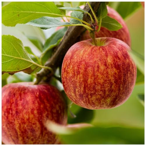 Dwarf Patio Gala Apple Tree 5L Pot, Self-Fertile, Miniature, Sweet Flavour, Good for Juice 3fatpigs®