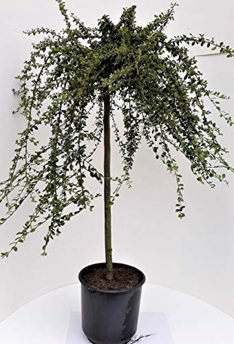 Cotoneaster congestus - Stamm, Zwergmispel, Höhe: 120 cm + Dünger