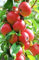 ALBERO DI MELO SIMILE-MALUS DOMESTICA- SUCCOSO 'ANNURCA'- pianta vera da frutto da esterno