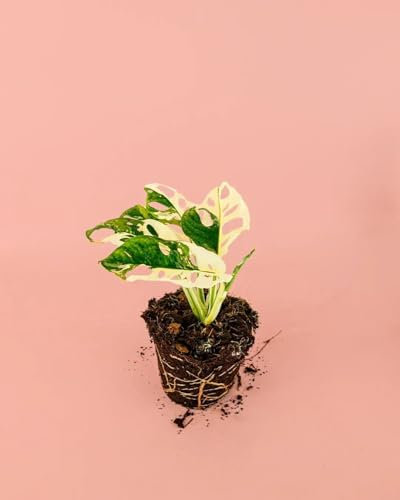 Monstera Monkey Variegada | Plantas Naturales Interior | Pur Plant