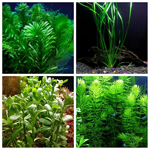 Oxygenating Plants Pack for Live Ponds or Aquariums (Small - 10 Bunches)