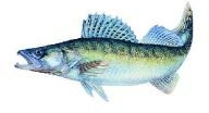 Jenzi Aufkleber Zander (Groß - Länge ca: 23cm) Wand, Laptop, Wasserflasche Vinyl Fisch-Aufkleber mit unregelmäßiger Form Grau